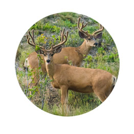 bucks grazing on pagosa springs land