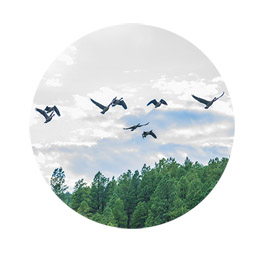 birds flying over beautiful pagosa springs