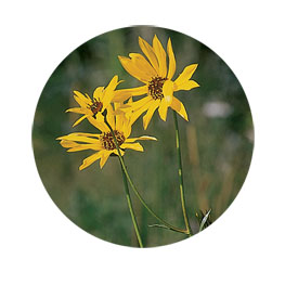yellow flower in pagosa springs area - southwest colorado